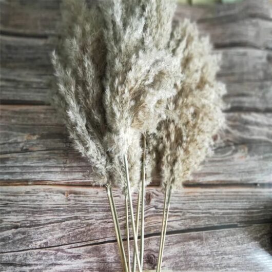 Yoyaxi - 20pcs Small Dried Pampas Grass Natural Decor Phragmites Communis Real Wedding Flower Bouquet