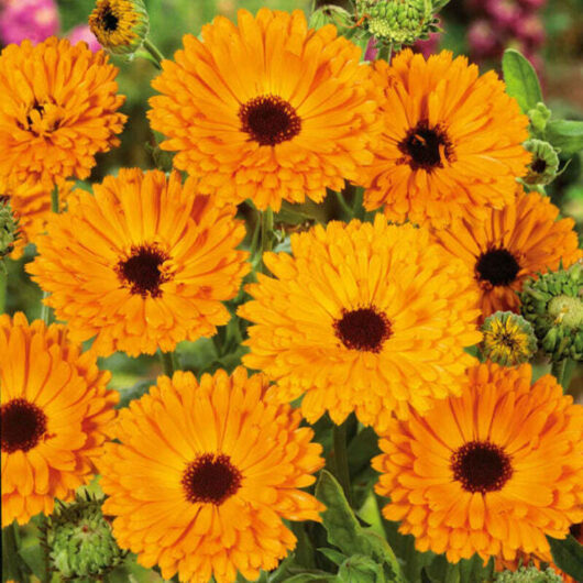 Calendula Seeds 150 - Orange Flowers, Medicinal Plant, Easy to Grow